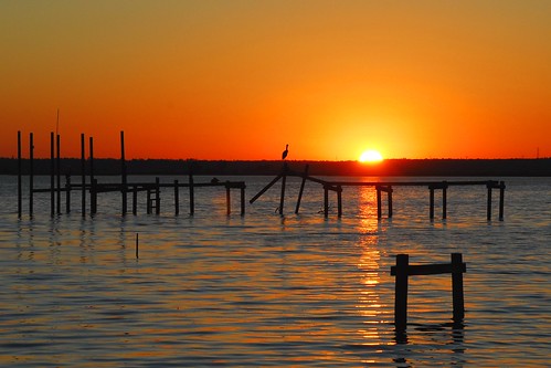 sunset bird water bay gulf florida crane pensacola