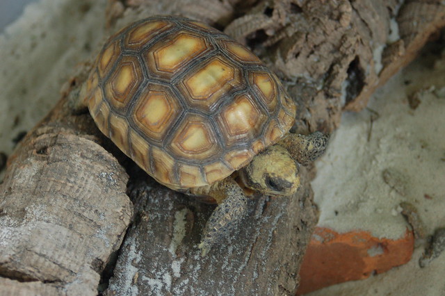 Juvenile Gopher tortoise | Flickr - Photo Sharing!