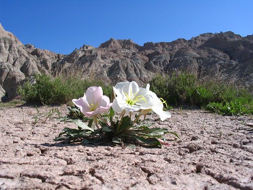 flowers southdakota desert dry wildflowers badlands naturesfinest aplusphoto