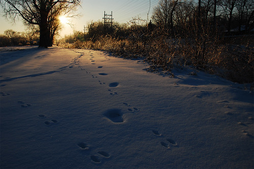 trees winter sunset snow ice silhouette tracks iowa
