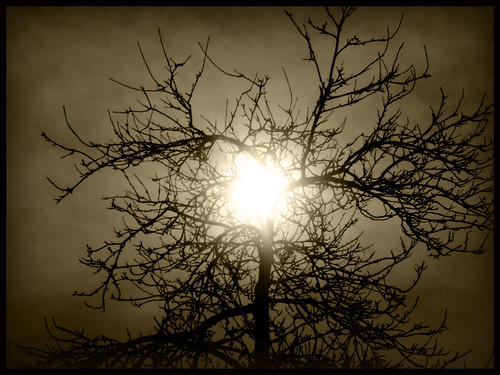 sunset sun tree sepia arbol asturias ps middle paraiso aller blueribbonwinner