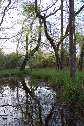 trees water forest texas wetland laketexana forestedwetland