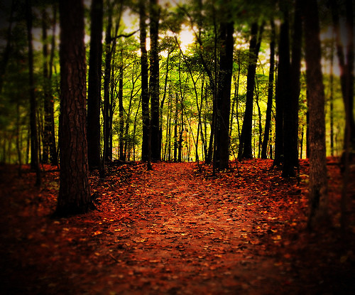 park autumn trees light red brown blur green fall nature leaves forest landscape nc woods state path branches north northcarolina raleigh trail carolina mystical trunks vignette umstead chrysti umsteadstatepark platinumphoto aplusphoto platinumsuperstar