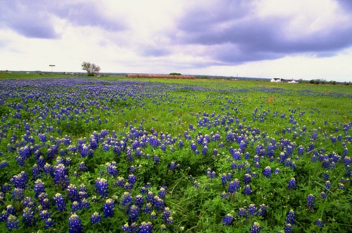 flower film landscape geotagged spring flora texas bluebonnet wildflowers bluebonnets lupine filmscan stateflower texaswildflowers lupinustexensis washingtoncounty texasstateflower tx50