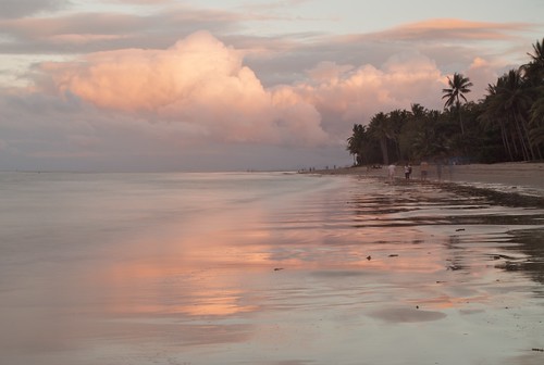 ocean sunset tree beach clouds reflections