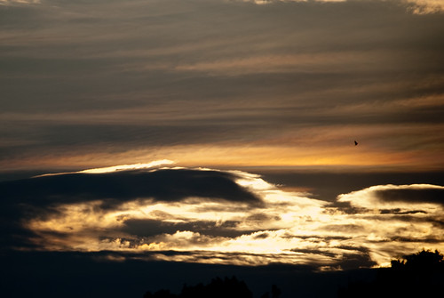 blue sunset sky sun david tree bird clouds hawk center tennis batonrouge lamar ymca egret lyle