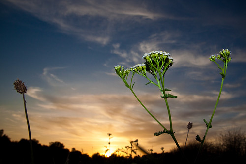 sunset summer plant flower evening abend sonnenuntergang sommer pflanze blume 1750mm canoneos50d tamronspaf1750mmf28