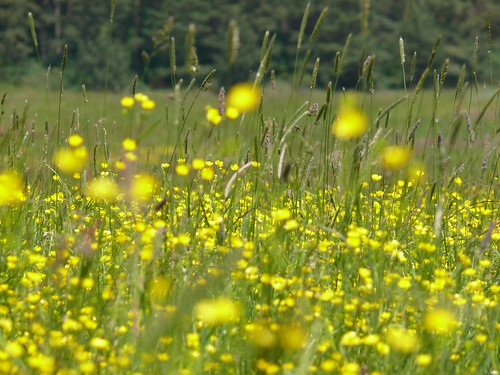 flower yellow geotagged dof bright buttercup bokeh meadow wiese poland polska ranunculus polen brightness polonia cala laka kwiat łąka zolty swietokrzyskie jaskier jaskry stachura jaskrawosc zelejowa geo:lat=50814995 geo:lon=20458213 gambezia