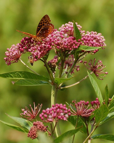 butterfly lakearthur morainestatepark