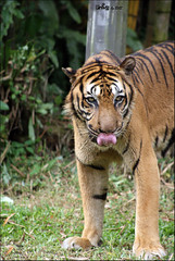 Bumi, the Sumatran Tiger (Panthera tigris sumatrae)