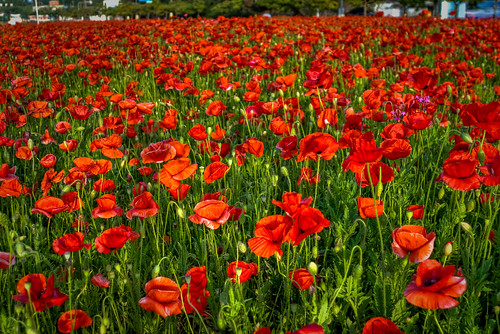 flower korea poppy poppies hdr poppyfield