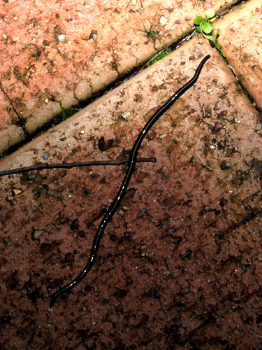 australia westernaustralia terricola flatworms platyhelminthes turbellaria eumetazoa swanview caenoplanacoerulea platyzoa seriata tricladida geoplanidae nightandlenore blueplanarian