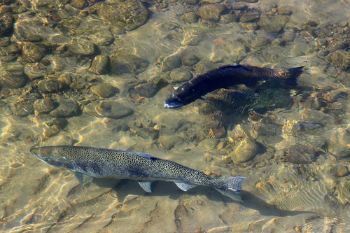 salmon explore pacificnorthwest washingtonstate issaquah anawesomeshot canonrebelxsi fresnatic