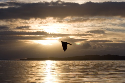 sea newzealand seascape bird beach nature sunrise landscape place whitefacedheron snellsbeach
