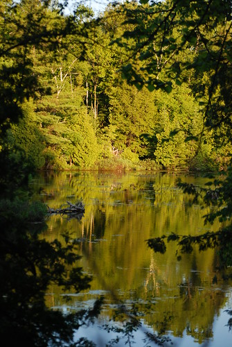 trees sunset ontario canada reflection water peterborough trentcanal