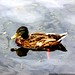 old? duck swimming in lake oswego    MG 7330