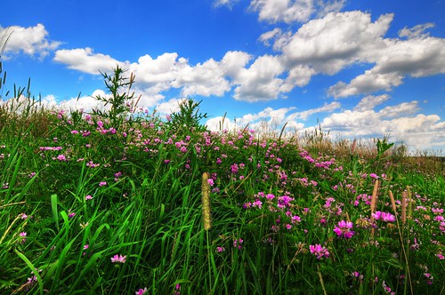 ohio sky clouds landscape geotagged weeds nikon magenta wildflowers hdr d300 photomatixpro canalfultonohio naturewatcher starkcountyohio photoshopelements7 photographyvoicepotd