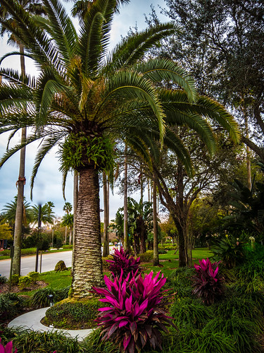 garden spring color tree landscape phone orlando palm outdoor unitedstates green lumia950xl florida arecaceae lumia palmtree us