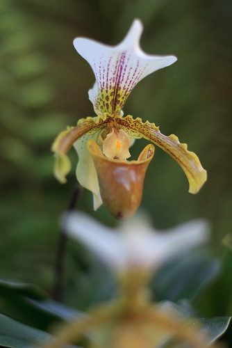 orchid 50mm bokeh flor sharp f18 paphiopedilum xsi orquídea ef50mmf14usm eos450d hennisianum paphiopedilumhennisianum