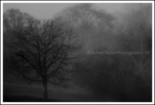 world uk morning trees yards england tree english nature field weather fog digital yard canon season landscape photography eos soup landscapes countryside early kent day seasons view natural britain live united country great foggy earlymorning kingdom days haunted spooky views gb fields environment greatest pea finest natures haunt earlyinthemorning peasoup tenterden earlymorningfog countrysides 450d