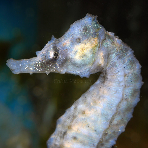 macro aquarium seahorse underwater whiteseahorse hippocampuserectus seahorseface seahorseportrait