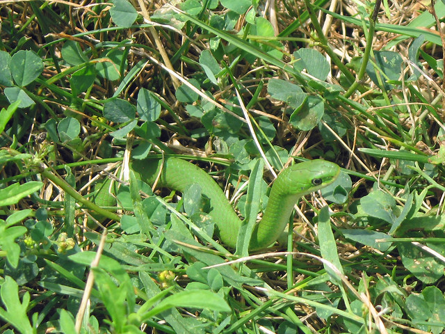 Western Smooth Green Snake, Opheodrys vernalis blanchardi