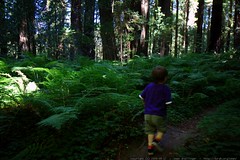 redwood forest   avenue of the giants day hike    MG… 