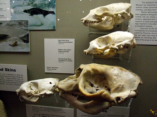 Seal Skulls
