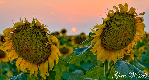 flowers sunset flower green field yellow canon landscape southafrica twins sunflowers sunflower freestate inspiredbylove canon400d