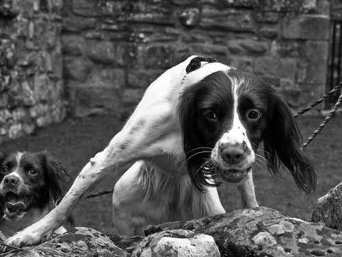 dogs ruins panasonic northumberland englishspringerspaniel englishheritage tweedvalley norham norhamcastle lumixg1