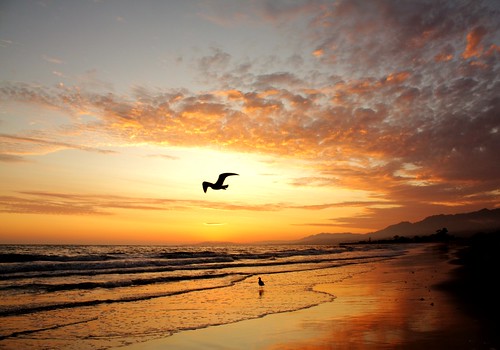 ocean california sunset mountain fall beach water clouds sand surf waves pacific seagull flight hills kennelly platinumphoto