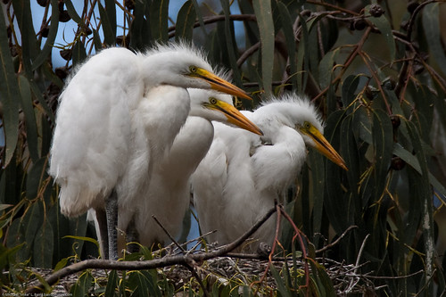 2 of 6 Great Egret (Ardea alba) nest with three chicks at the Morro Bay Heron Rookery