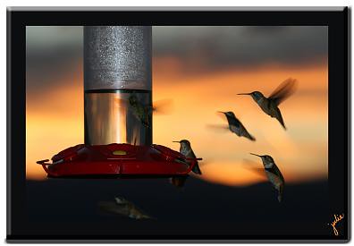 sunset birds utah feeding hummingbirds timberlakes thrumyeyes timberlakesutah hummingbirdsfeedingatsunset