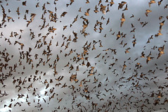 Bracken Cave Bats