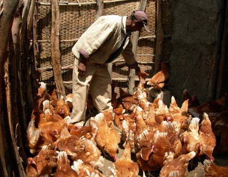 A small-scale poultry farm in Ada Pilot Learning district, Ethiopia (photo credit: ILRI). 