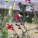 hummingbird in autumn sage