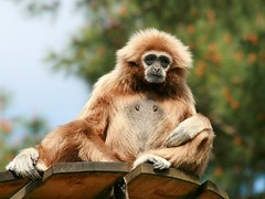 Gibbon main blanche
