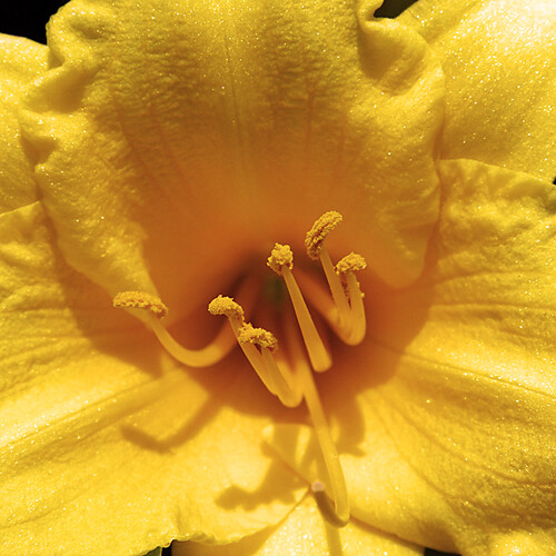 flower macro daylily
