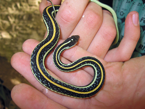 Western Ribbon Snake, Thamnophis proximus