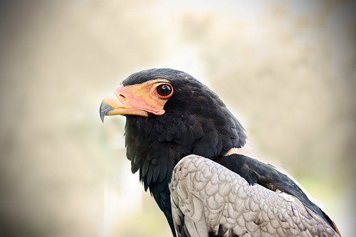 bird nature zoo eagle houston bateleureagle