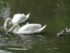 Swans and Signets 4