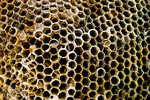 texture prime interestingness bees wideangle explore wasps honeycomb hive canonef24mmf28 macromonday hexagonalwaxcells picnicspoiler explored20090601