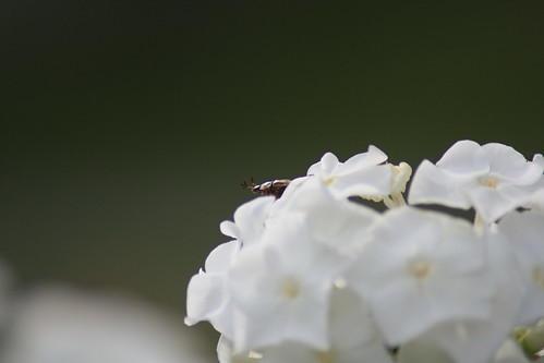 white flower macro digital canon bug insect rebel petals bokeh connecticut beetle dslr canonrebelxsi rebelxsi