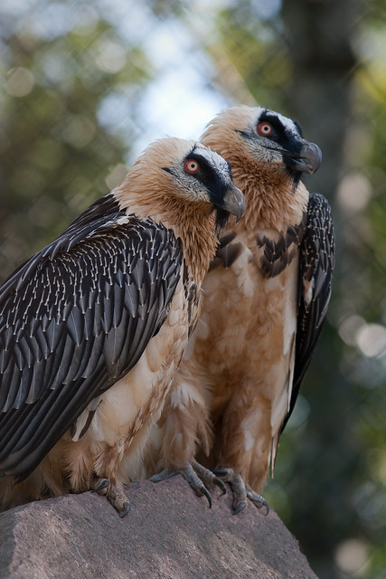 Bearded Vulture (Gypaetus barbatus)