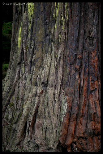 trees winter northerncalifornia forest december hole redwoods drivethroughtree touristattraction