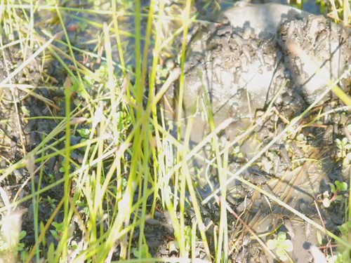 washington timelapse toad pacificnorthwest westerntoad photosinmotion timelapsestillphotography