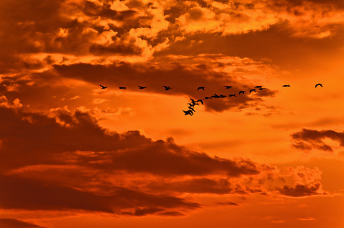 sunset sky orange canada bird nature animal silhouette clouds flying geese nikon colorful bright wildlife goose d90 nikond90club