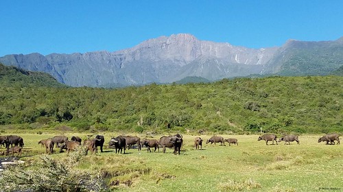 mountmeru arushanationalpark tanzania africanbuffalo landscape volcano tza eastafrica scenery samsunggalaxys7edge