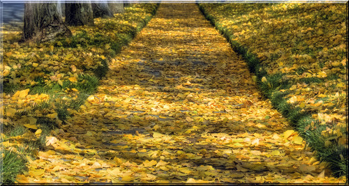 orange fall leaves yellow point leaf sidewalk 100views vanishing hdr 3240 photomatix 3239 3241