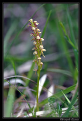 Orchis Homme pendu (Aceras anthropophorum)